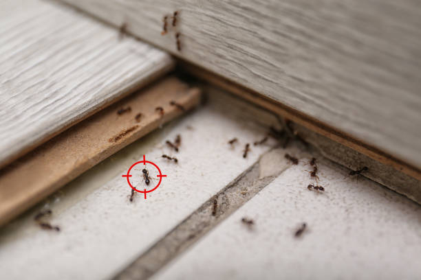 Reliable Hampton, SC Pest Control Solutions