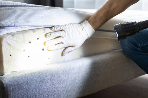 Best Pest Control Near Me in Hampton, SC
