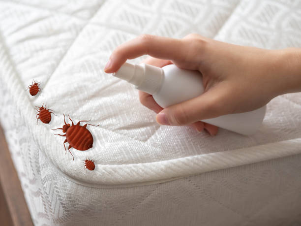 Best Best Pest Control Near Me  in Hampton, SC