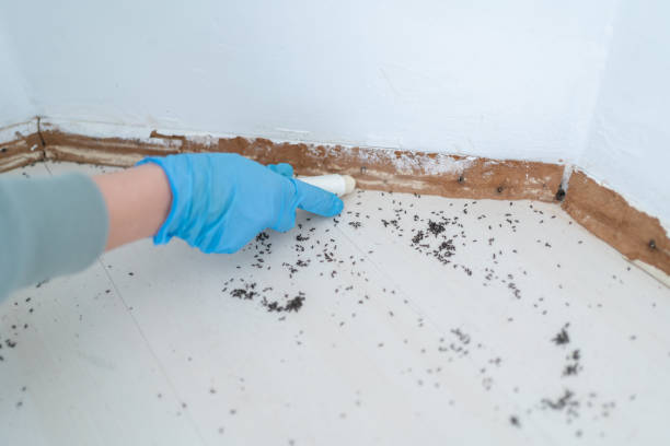 Best Termite Control Services  in Hampton, SC